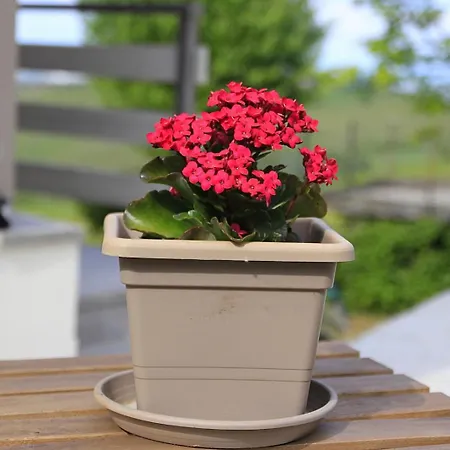 Nife Tiny House - Secret Garden Montalbo