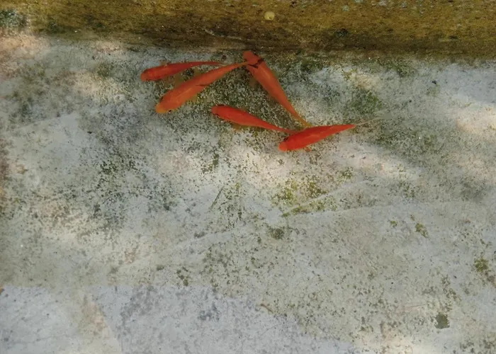 Nife Tiny House - Secret Garden Вилла