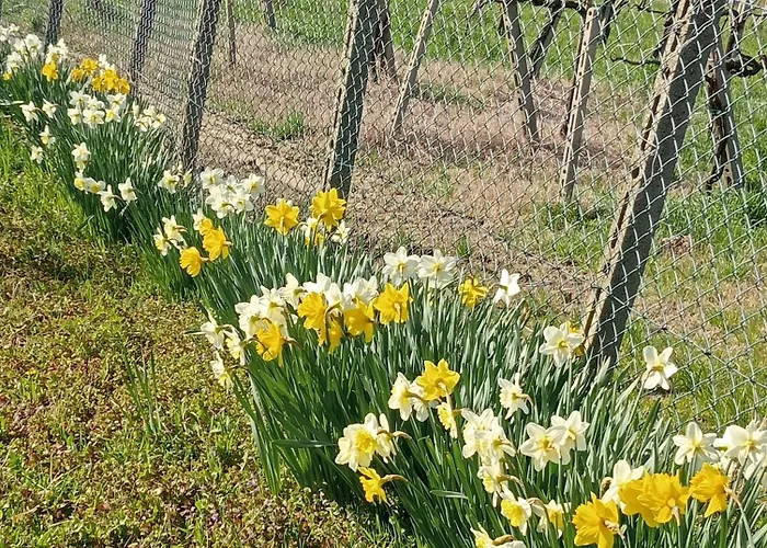 Nife Tiny House - Secret Garden